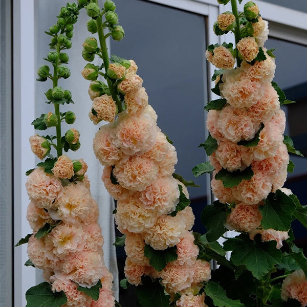 Alcea Hollyhocks ‘Peaches and Dreams’ – Double Flower Seeds for Garden Borders