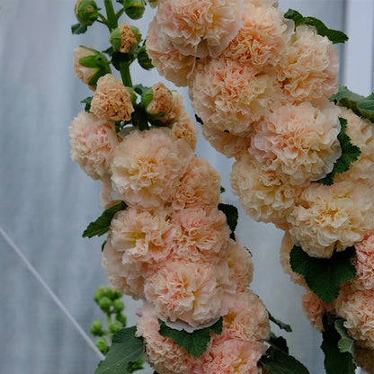 Alcea Hollyhocks ‘Peaches and Dreams’ – Double Flower Seeds for Garden Borders