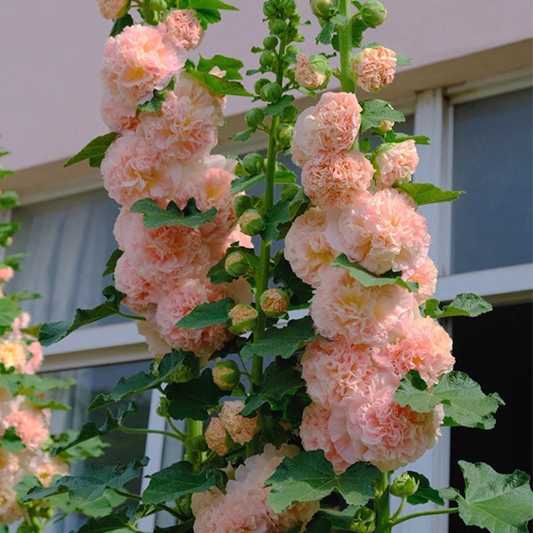 Alcea Hollyhocks ‘Peaches and Dreams’ – Double Flower Seeds for Garden Borders