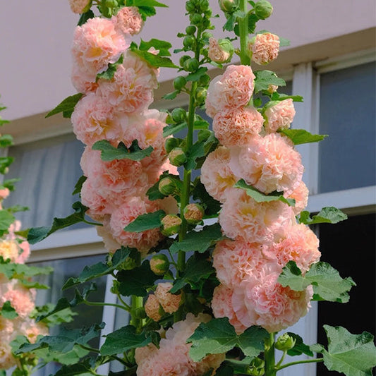 Alcea Hollyhocks ‘Peaches and Dreams’ – Double Flower Seeds for Garden Borders