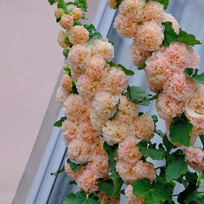 Alcea Hollyhocks ‘Peaches and Dreams’ – Double Flower Seeds for Garden Borders