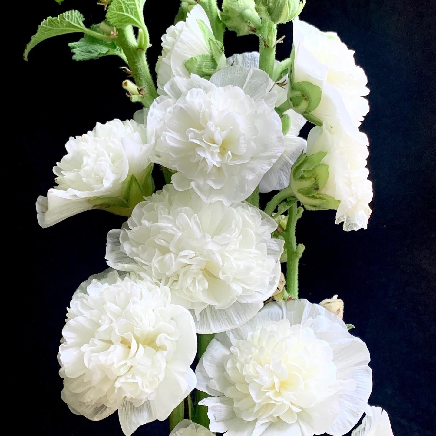 Double Hollyhock Seeds