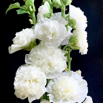 Double Hollyhock Seeds
