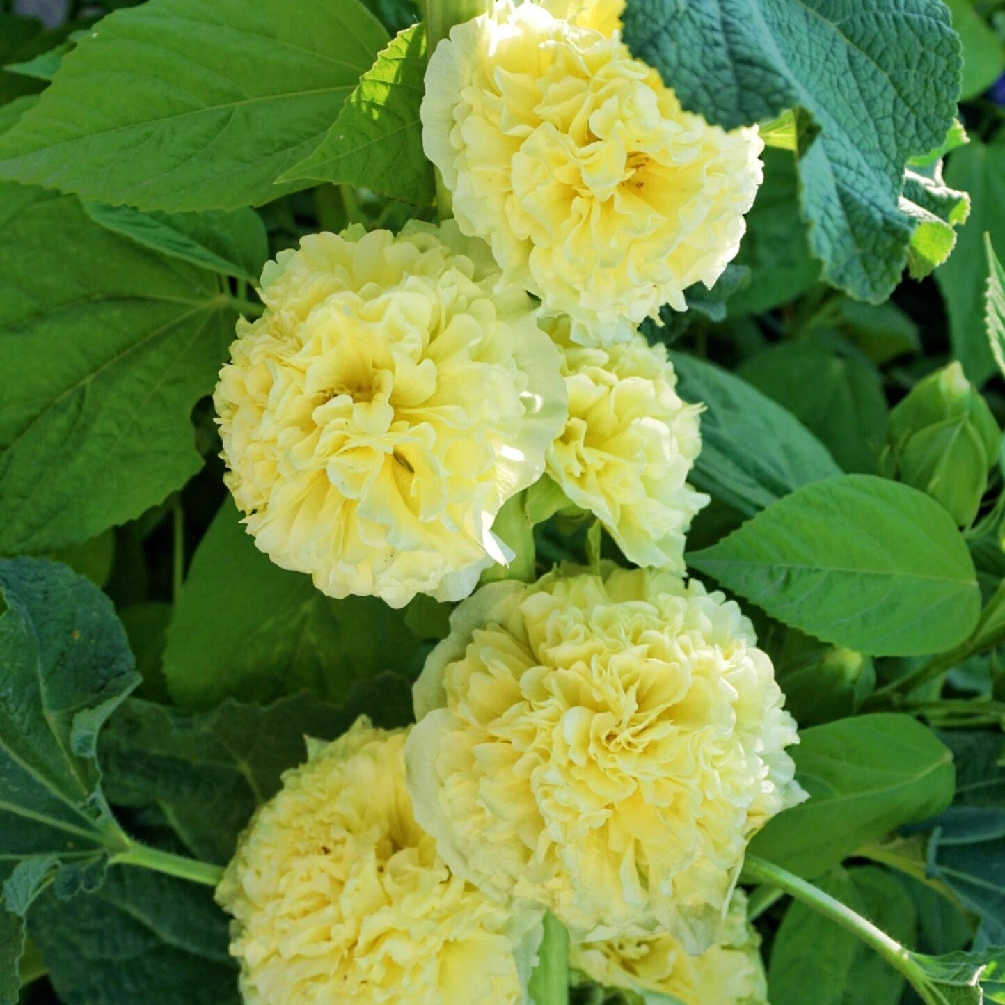 Double Hollyhock Seeds