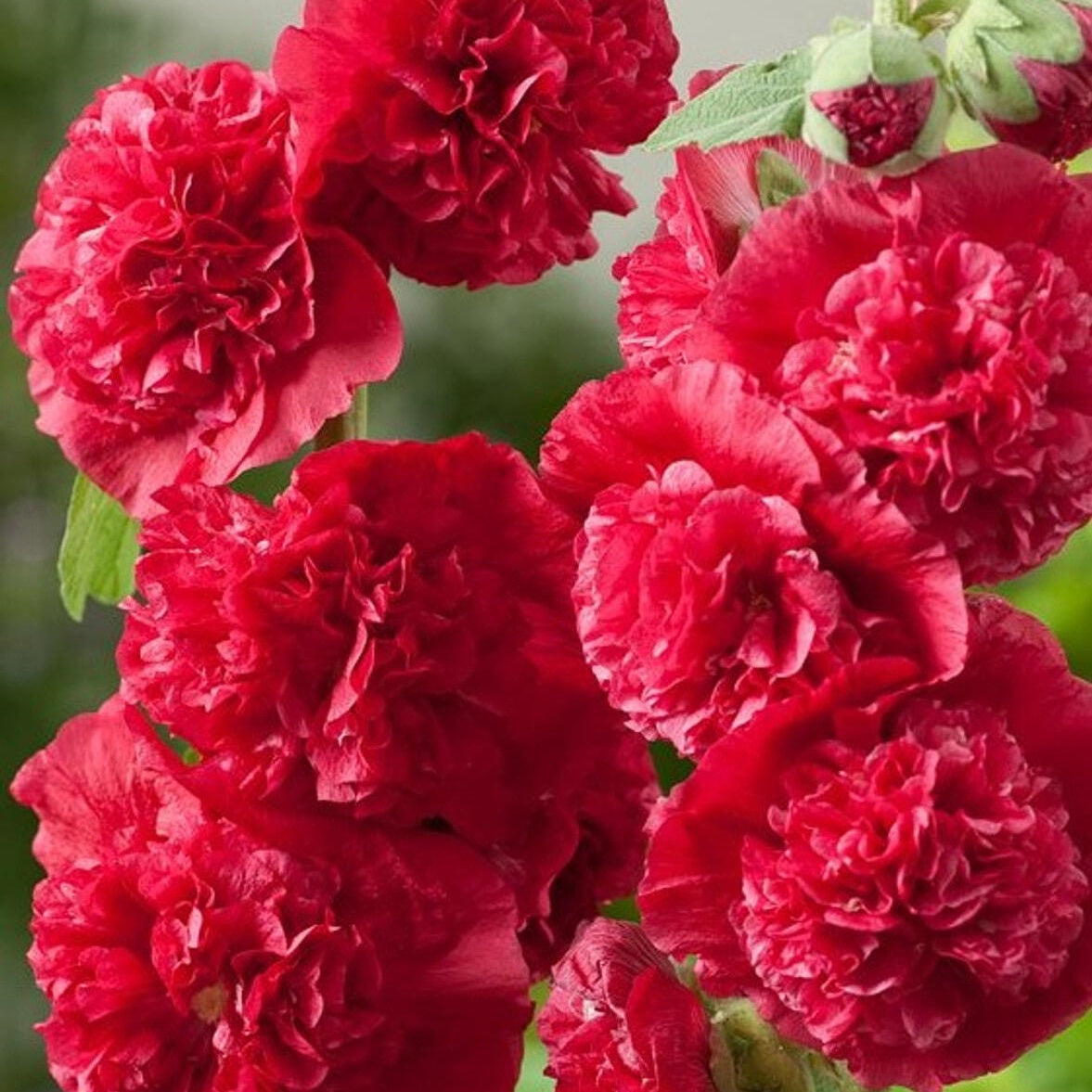Double Hollyhock Seeds