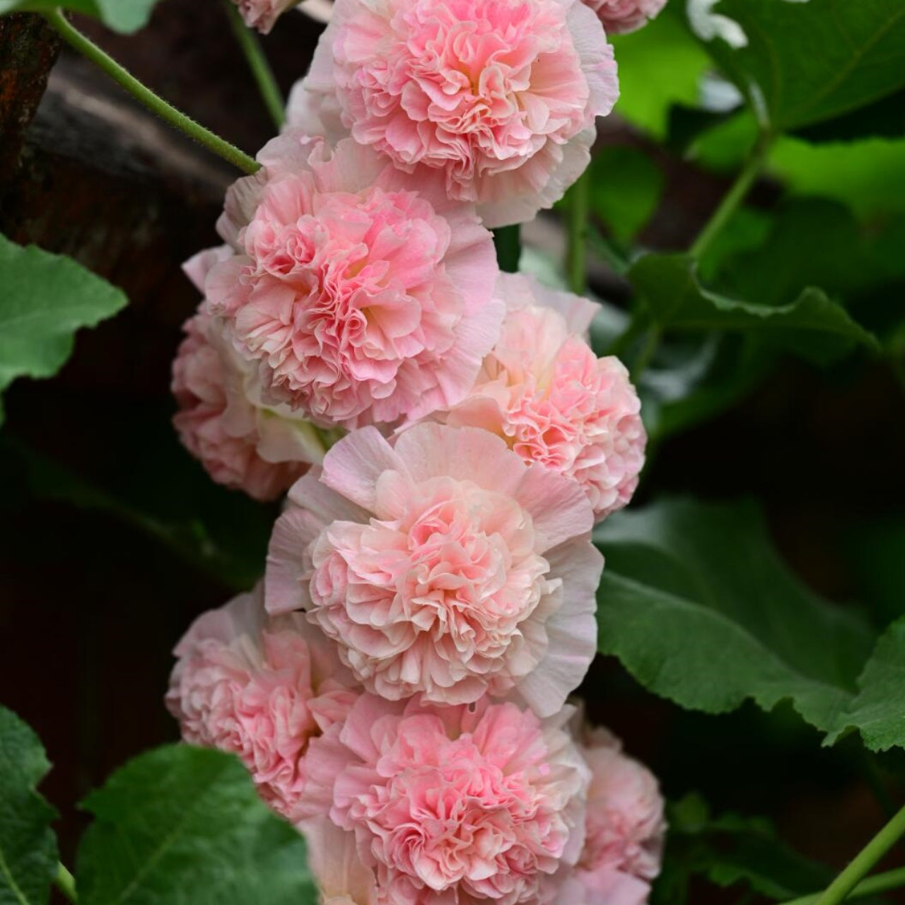 Double Hollyhock Seeds
