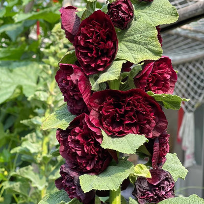 Double Hollyhock Seeds